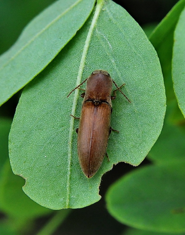 Athous sp. ? No, Agriotes litigiosus